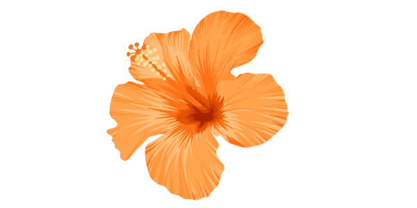 A vibrant orange hibiscus flower with delicate petals and a prominent pistil.
